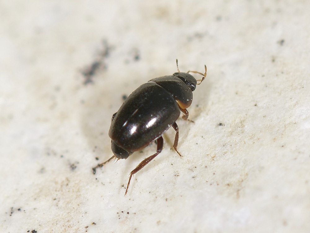 Limnebius sp. (Hydraenidae)